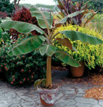 1 Pcs Starter Plant 4&quot; Tall Musa Dwarf Cavendish Plant, Banana Tree Plant | RK - £30.14 GBP