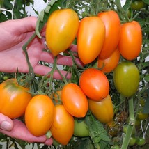 VC Orange Banana Tomato 12 Seeds Heirloom Tomato Seed Easy Grow - $10.87