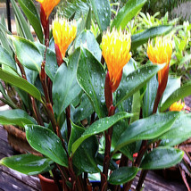 Burbidgea schizocheila - Golden Brush Dwarf Ginger Live Plant - Outdoor Living - £34.59 GBP