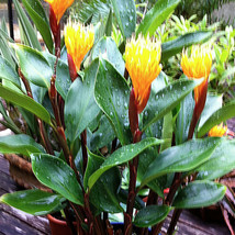 Burbidgea schizocheila - Golden Brush Dwarf Ginger Live Plant - Outdoor ... - $43.99