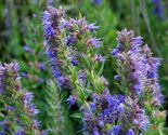 Hyssop Seeds, Bees &amp; Butterflies, Blue-Violet, Variety Sizes, FREE SHIP - $1.57+