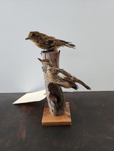 IT15 VTG Pr Winchat (Saxicola Rubetra) Bird Mount Taxidermy - £102.37 GBP