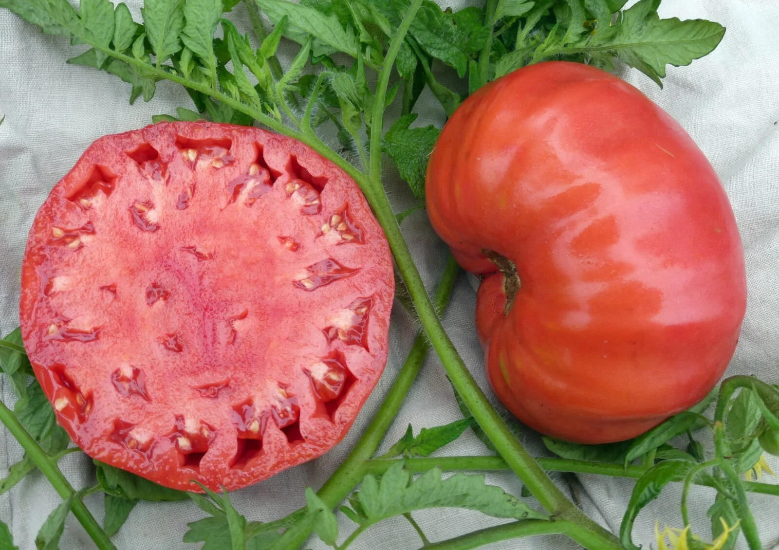 120+ MORTGAGE LIFTER TOMATO SEEDS -------------------------- LARGE --- H... - $7.77