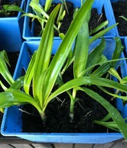 AWS Giant White Lilly (Crinum Asiaticum)/Spider Lily, Live Starter plant (1X8-12 - £11.92 GBP