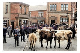 ptc3234 - Yorks. - Heifers for Sale, Cattle Market in Penistone - print 6x4 - £2.19 GBP