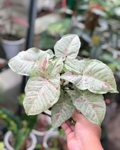 syngonium milk confetti 10 plant Free Phytosanitary Dhl Express - $250.00