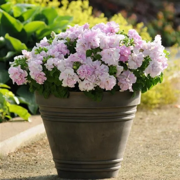 50 Petunia Seeds Double Cascade Orchid Mist Pelleted Petunia Seeds Garden - £11.79 GBP