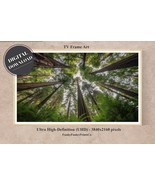 Samsung FRAME TV Art - Looking up at Giant Redwoods,4K (16x9) | DIGITAL ... - £2.75 GBP