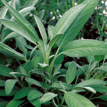 KKG Broadleaf Sage 25 750 Seeds Potpourri Aroma Herbs Salvia Officinalis... - $7.89