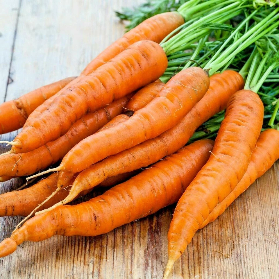 DANVERS CARROT 400 Seeds Organic Heirloom Vegetable Garden Heavy Soils - $76.15 MXN