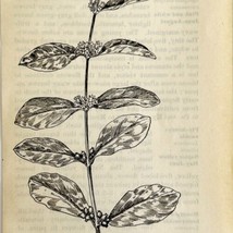 1905 Indian Currant Wild Flower Print Pen &amp; Ink Lithograph Antique 6.75 x 3.75&quot; - £13.70 GBP