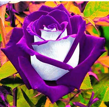 Rose Bonsai Purple Rose with White Red Edge Bonsai Flower Bonsai Beautiful Rose  - £3.56 GBP