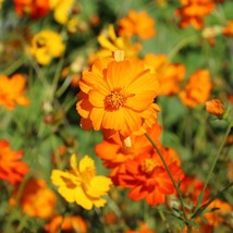 200 Seeds Diablo Cosmos for Garden Planting  - $8.88