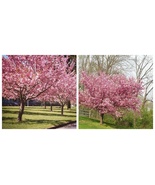 TWO PINK Kwanzan cherry trees live saplings stunning carnation - $131.99