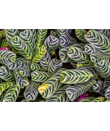 RD 25+ Stromanthifolia Calathea Seeds for Garden Planting  - $5.15