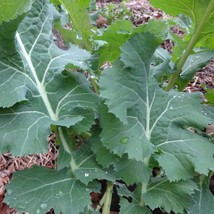 Top USA Seller White Russian Kale Seeds 100 Vegetable Seeds - £18.72 GBP