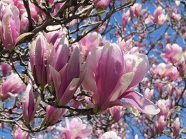 Jane Magnolia Shrub/Tree in a 2 .5” Pot - $37.96