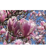 Jane Magnolia Shrub/Tree in a 2 .5” Pot - $51.91 CAD