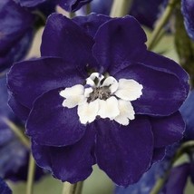 HS 25+ Magic Fountains Dark Blue W/ White Bee Delphinium  Flower Seeds  / Perenn - $4.89