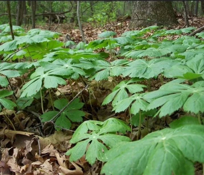 15 Fresh Mayapple Rhizomes Bare Root Herb Spring Planting Edible Fruit Item image 2