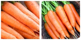 2000 Seeds Scarlet Nantes Carrot Vegetable Fresh Garden - £13.33 GBP
