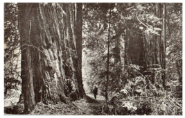 Redwoods Muir Woods National Monument California RPPC Postcard - £11.81 GBP