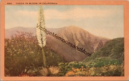 Yucca in Bloom in California Postcard PC314 - £10.21 GBP