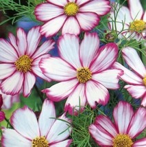 200 Candystripe Cosmos Seeds Non-GMO, Heirloom, Fast Shipping - £7.23 GBP