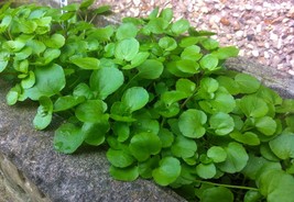 Watercress Greens Aqua, 500 Seeds - $12.19