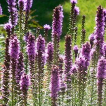 Usa Seller 100 Marsh Dense Blazing Star Flower Seeds Gay Feather Prairie Wildflo - £4.36 GBP