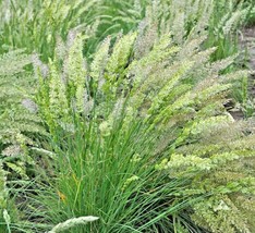 Grow In US 1 Oz Prairie June Grass Seeds Native Ornamental Drought Heat Cold - £15.05 GBP
