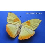 Orange Barred Spring Gift Phoebis Philea Sulphur Butterfly Entomology Sh... - $72.77 CAD