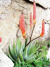 Aloe Reitzii, exotic Silver Gray color succulent rare cactus red seed 30 SEEDS - £7.41 GBP