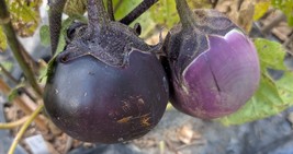 Kamo Eggplant Seeds Heirloom Japanese Round Sweet Tender Culinary Favorite - €2,74 EUR+