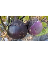 Kamo Eggplant Seeds Heirloom Japanese Round Sweet Tender Culinary Favorite - $71.47 MXN+