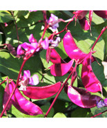 SRN Purple Moon Hyacinth Bean Seeds Pole Lablab Purpureus Dolichos Tonga... - $390.13 MXN