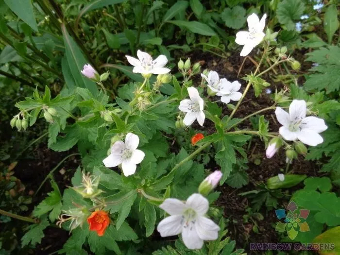 BStore 25 Trevors White Geranium For Garden Planting Seeds Starter Kits - $11.26