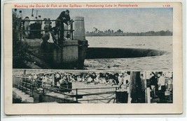 Watching Ducks Fish At Spillway Pymatuning Lake Pennsylvania postcard - £5.30 GBP