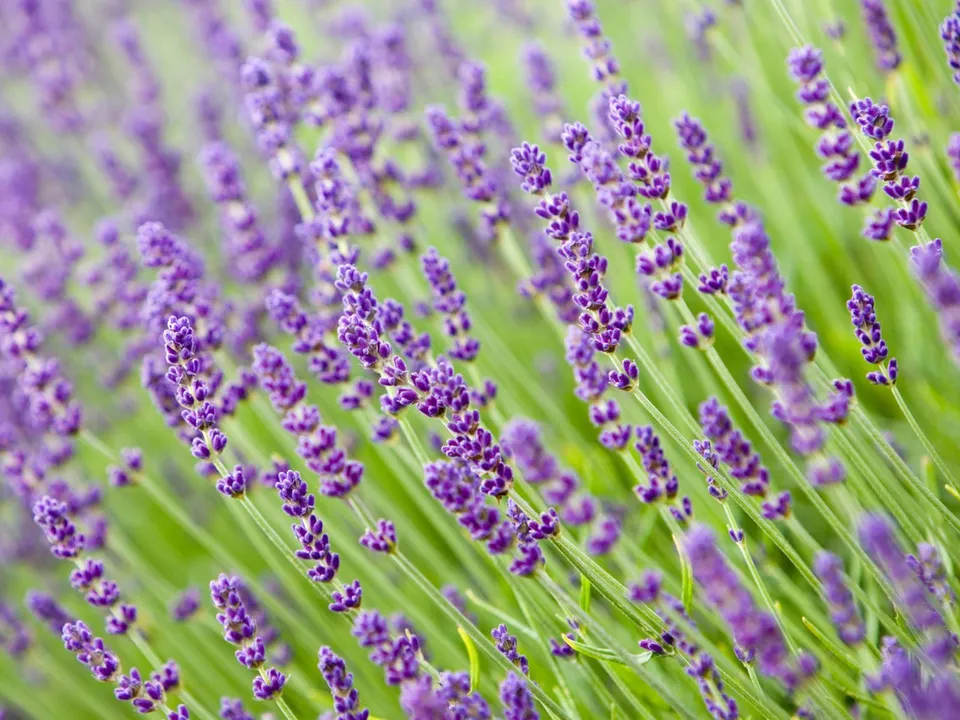 LWS Lavender Vera English Non Gmo Variety Sizes 200 Seeds USPS Shipping - £6.72 GBP