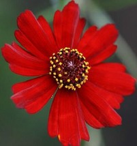 50 Seeds Coreopsis Ruby Red Dwarf Fast Heirloom Planting Instant Garden Appeal - $8.35