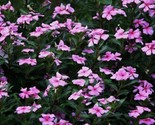 100+ Dwarf Pink Periwinkle Seeds (Vinca Rosea Delicata) Flowers GROUND C... - $3.77