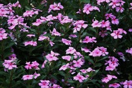 100+ Dwarf Pink Periwinkle Seeds (Vinca Rosea Delicata) Flowers GROUND COVER - £3.01 GBP