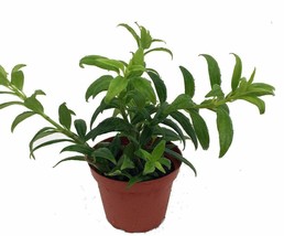 4&quot;Pot Plant Goldfish Live Tropical Flower Blooms Frequently Indoo Outdoor Garden - £47.44 GBP