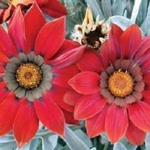 Fast Ship USA Seller Gazania Kiss Frosty Red Flower Seeds Gazania Rigens... - $13.98