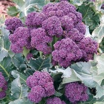 200 Broccoli Seeds Purple Sprouting USA Fast Shipping - £10.71 GBP