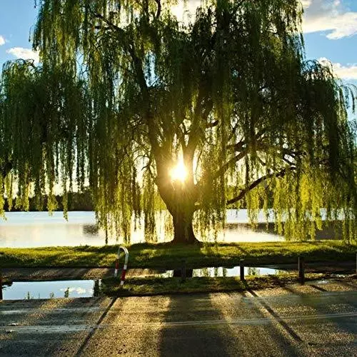 Golden Weeping Willow Tree Ready To Plant Live Plant Memorial Gift Canopy Fresh  - £20.37 GBP