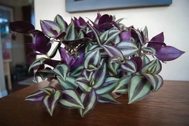 5 Organic Wandering Jew Cuttings Tradescantia Zebrina - $23.98