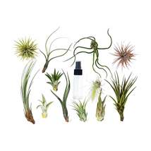 20 Bulk Air Plant Assortment w/ Spray Bottle / 12 Different Plants - $39.99