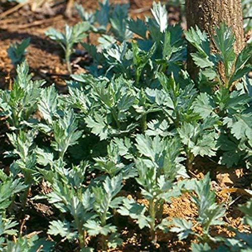Japanese Mugwort Seeds Yomogi - Artemisia Princeps 2000 Heirloom Seeds - £5.50 GBP