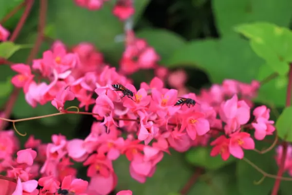 Top Seller 5 Coral Vine Mexican Creeper Chain Of Love Antigonon Leptopus... - £13.05 GBP